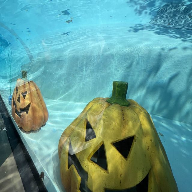 🇰🇷🎃🐧 Halloween at Penguin Island