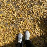 Gyeongju , is a must place to enjoy autumn 🍂