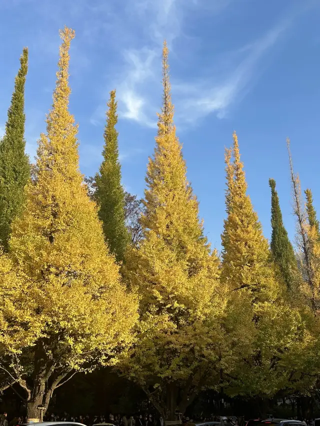 도쿄 은행나무거리 메이지신궁🍂