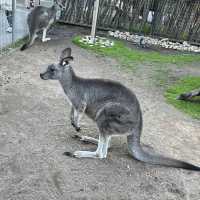 近距離接觸袋鼠和樹熊的動物園