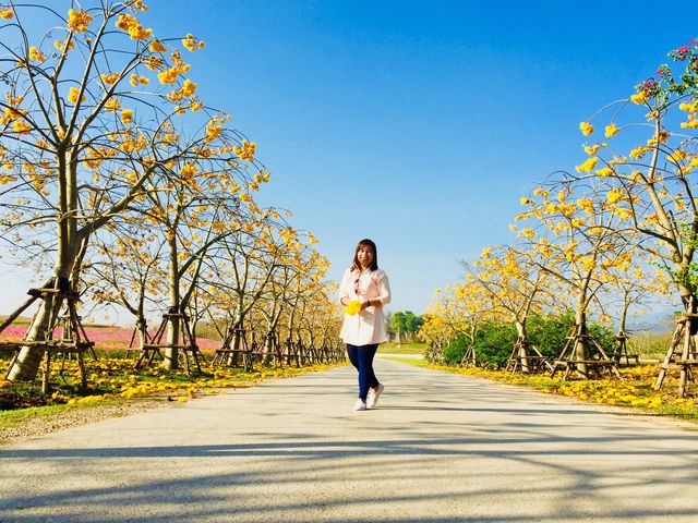 🌼🌼AISLE OF YELLOW BLOOMS🌼🌼