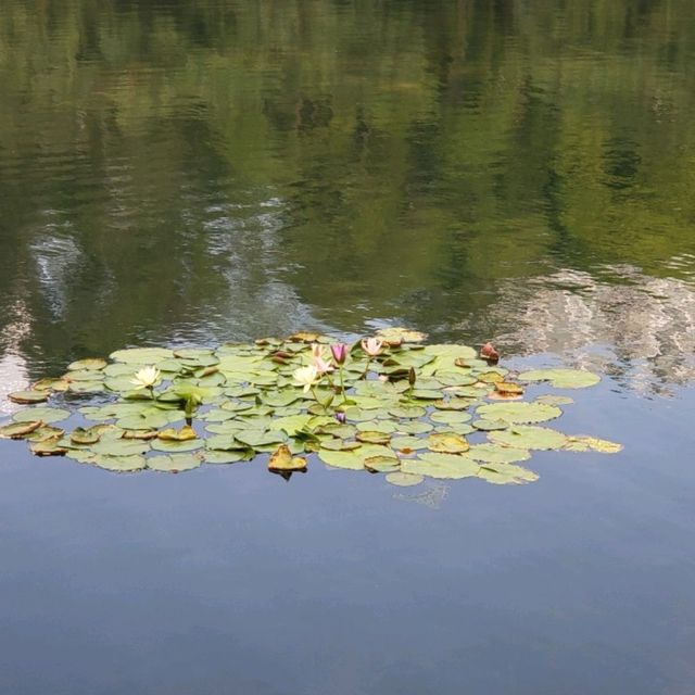 Beautiful Shenzhen Park 