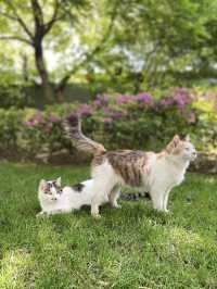 Sculptures and stray cats in this park 