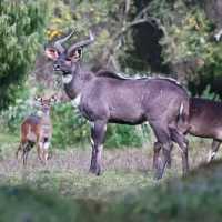 Bale Mountains Tours | Brilliant Ethiopia Tours