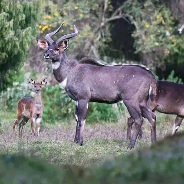 Bale Mountains Tours | Brilliant Ethiopia Tours