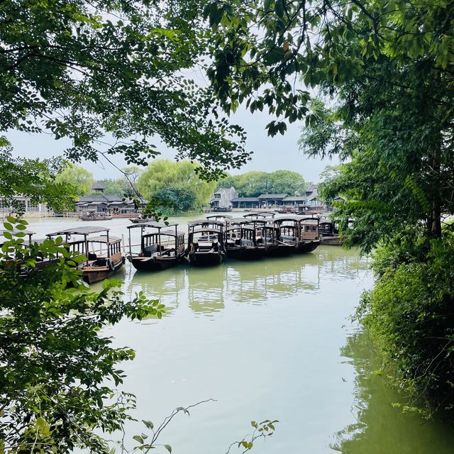 Wildlife in Wuzhen Watertown🌿🌱🦋