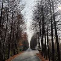 Dongtan Wetland Park, Chongming