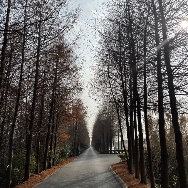 Dongtan Wetland Park, Chongming