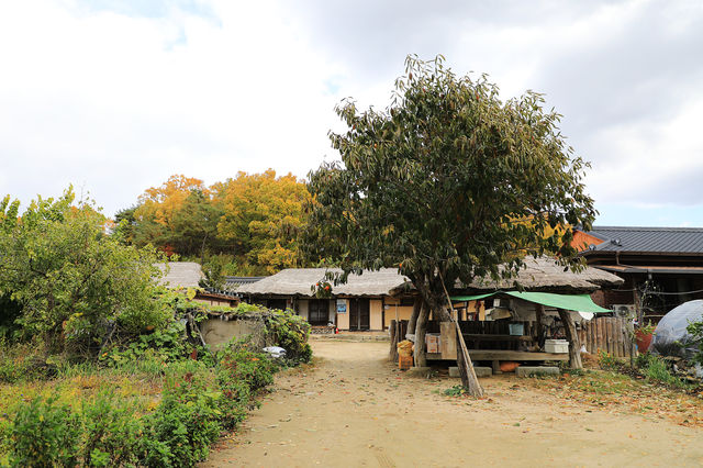 영주 무섬마을 외나무다리