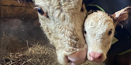 Experience Farm Life! Interactive Animal Visits & Outdoor Fun | Belding Hill Farms