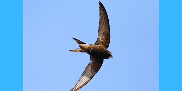 Swift Awareness Week at Winton Recreation Ground | Winton Recreation Ground