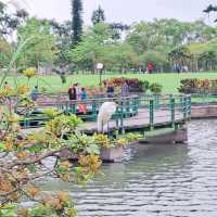 宜蘭 | 「龍潭湖特定風景區」，園區內有超多白鷺鷥棲息，還有悠遊在湖畔的鴨子群