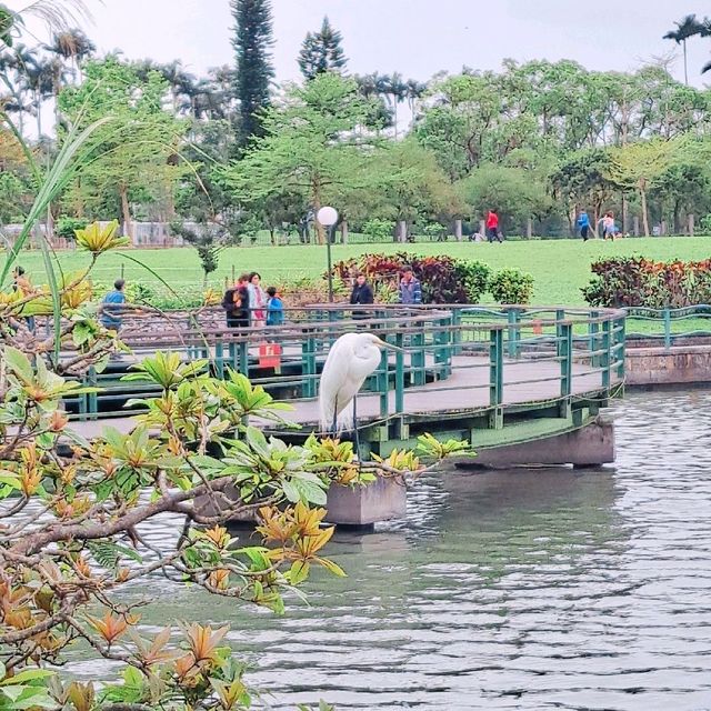 宜蘭 | 「龍潭湖特定風景區」，園區內有超多白鷺鷥棲息，還有悠遊在湖畔的鴨子群
