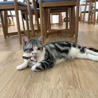 喵🐱