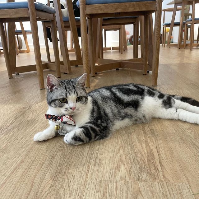 喵🐱