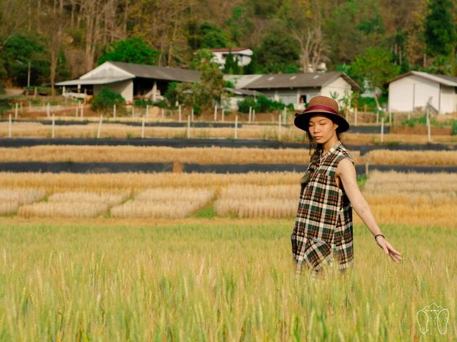 🌾 ทุ่งข้าวสาลี สีทอง ณ ศูนย์วิจัยข้าวสะเมิง 🌾