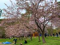 札幌　SAKURA 桜めぐり❗️円山公園の桜に感動❗️