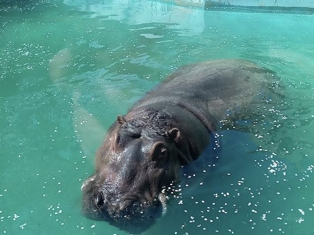 「福岡市動植物園」🦁