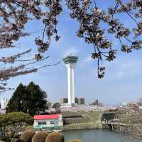 【北海道:函館】春の五稜郭公園をぶらり散策