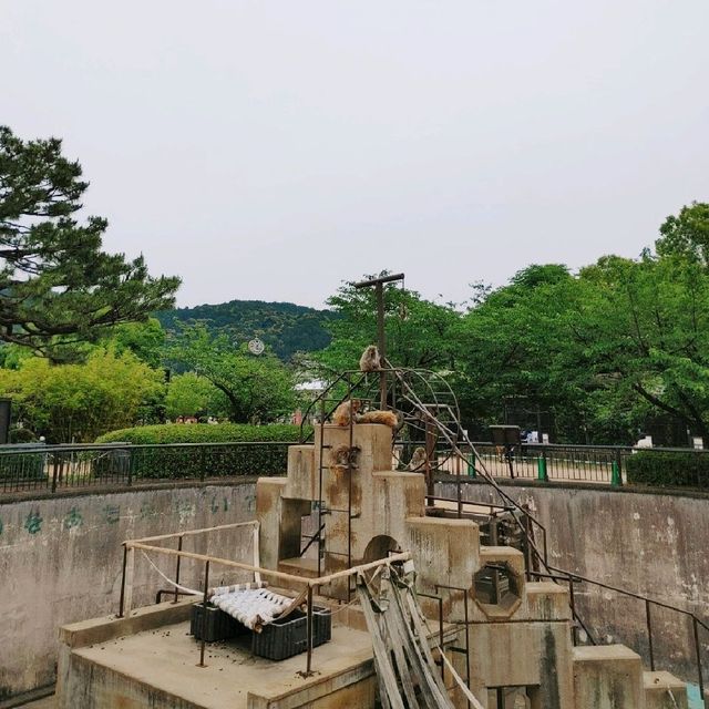 大迫力！４頭のゾウが暮らす京都市動物園