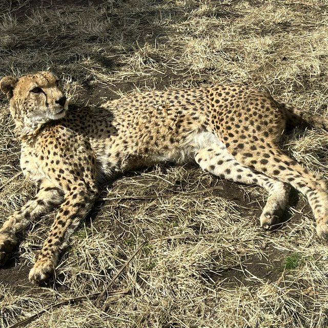 🐯とにかく動物との距離が近い🐯