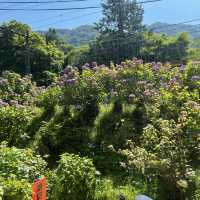【神奈川】紫陽花を見ながら電車の旅
