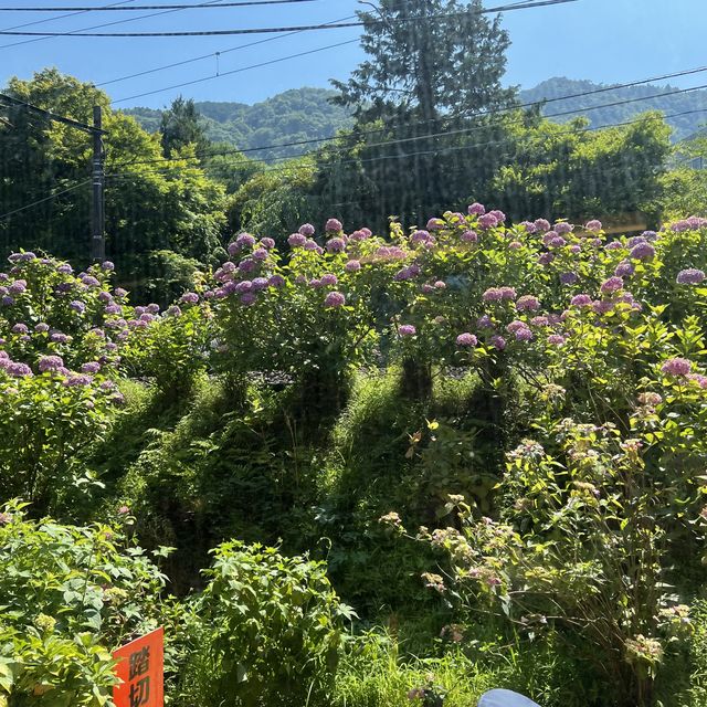 【神奈川】紫陽花を見ながら電車の旅