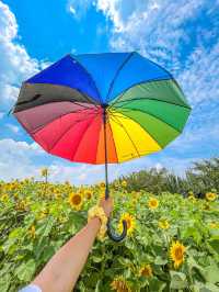 가장먼저 만나본 팜랜드의 해바라기🌻