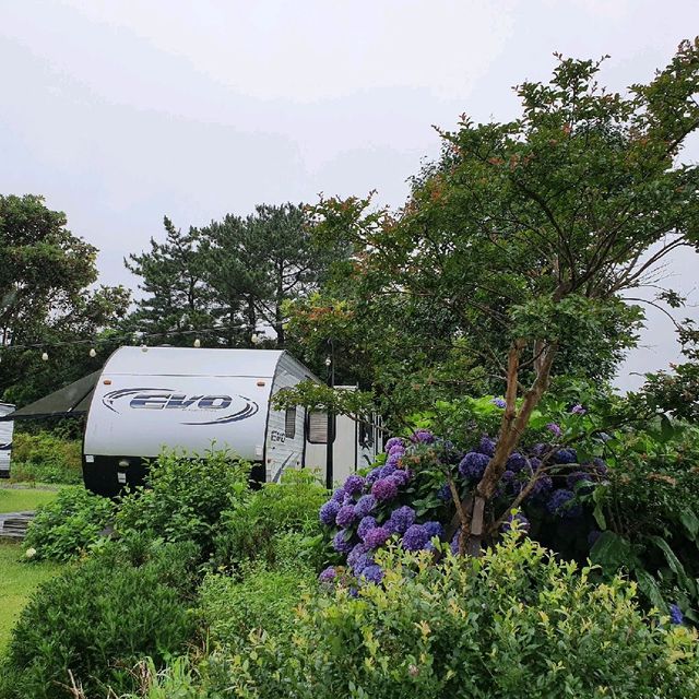 제주 서귀포 표선 오크라리조트 수국 보고 카페도 이용하기