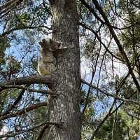 Koala 🐨💕