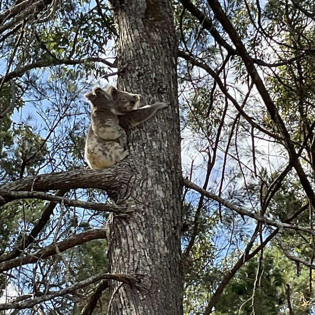 Koala 🐨💕
