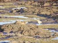 Petrified Forest of Curio Bay