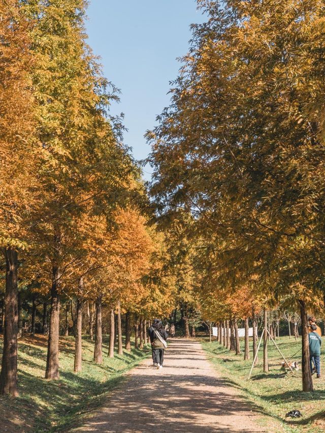지금 가장 이쁜 인천대공원🍁