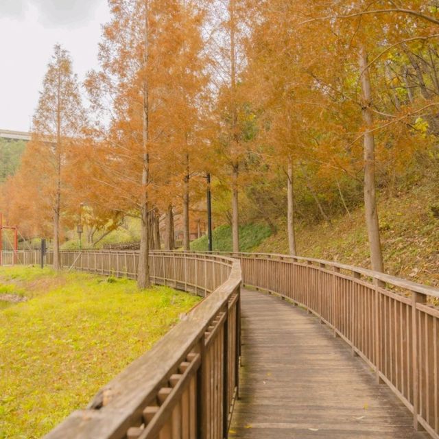 🧡주황빛으로 물든 부산에서 가장 가을다운곳 [부산, 기장용소웰빙공원]