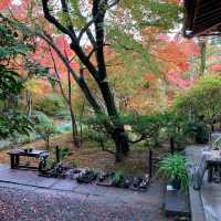 京都紅葉2022 宝筐院の素晴らしい紅葉