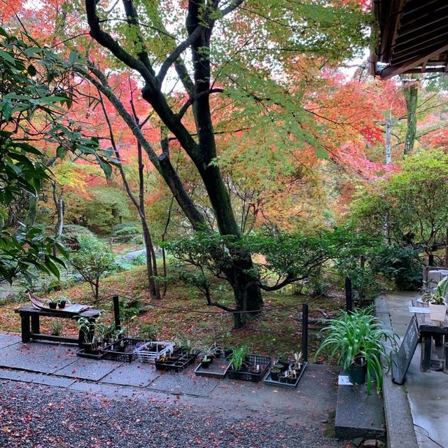 京都紅葉2022 宝筐院の素晴らしい紅葉
