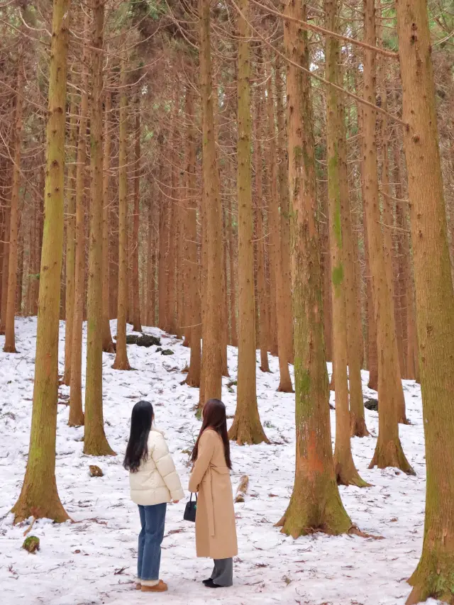 겨울 제주여행 필수! 눈 쌓인 사려니숲길❄️