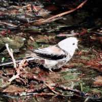 水浴び中の鳥を観察！