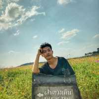 ทุ่งคอสมอส และเก๊กฮวยหน้าหนาว