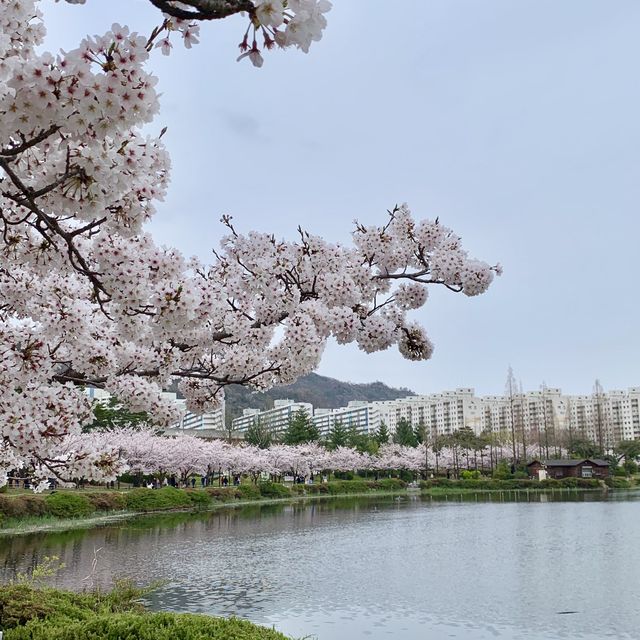 김해 연지공원 벚꽃과 튤립을 한번에 🌸🌷
