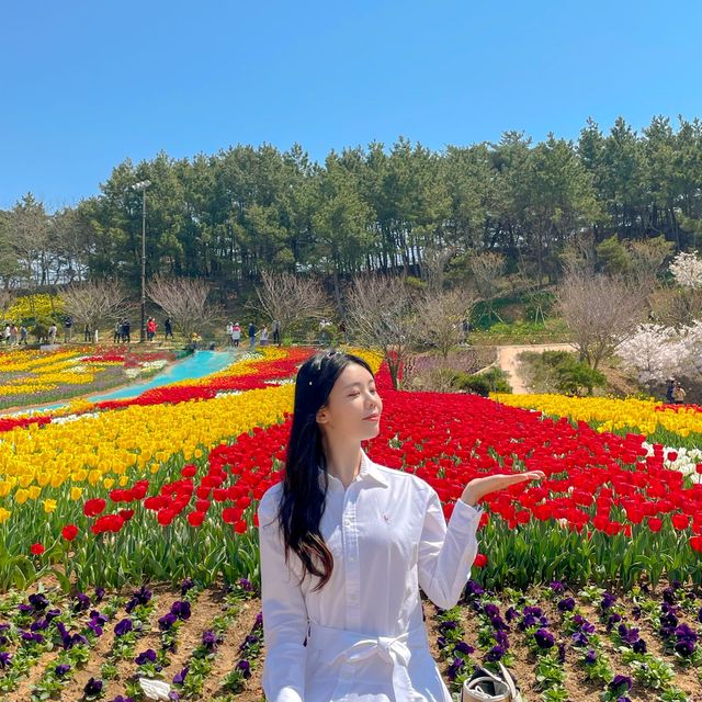 튤립 구경하러 태안튤립축제로 가보세요💓