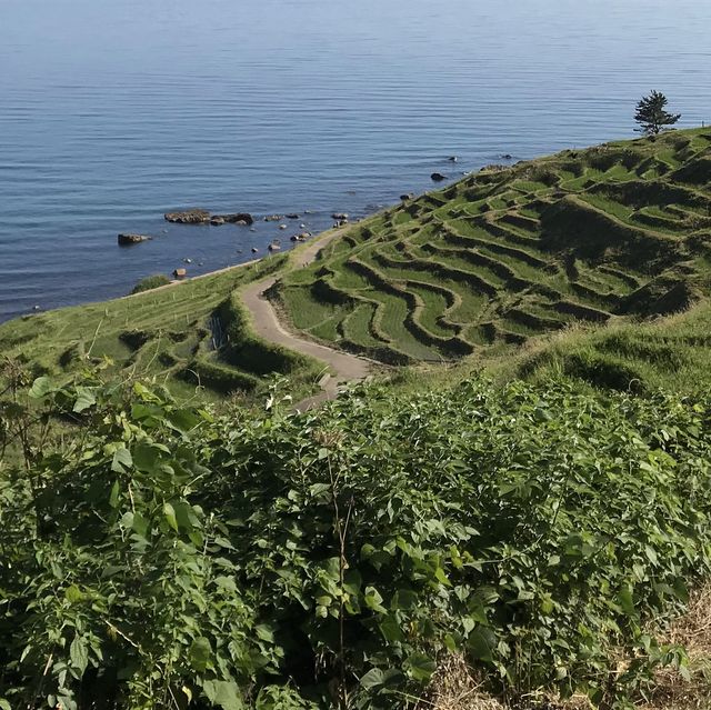 《日本-輪島市》堅持要去看的「梯田之美」