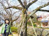 京都出名哲學之道