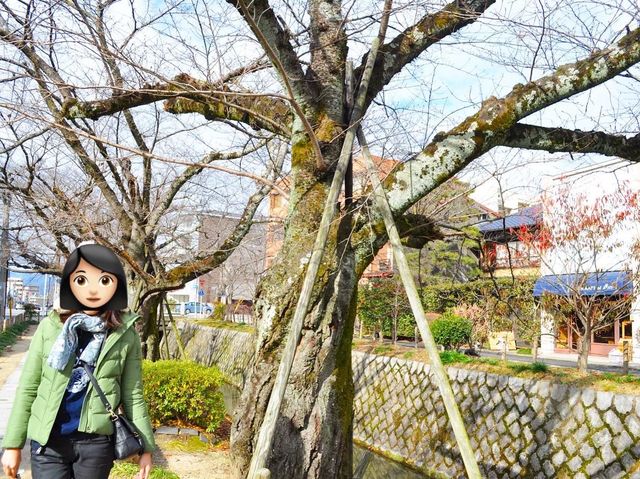 京都出名哲學之道