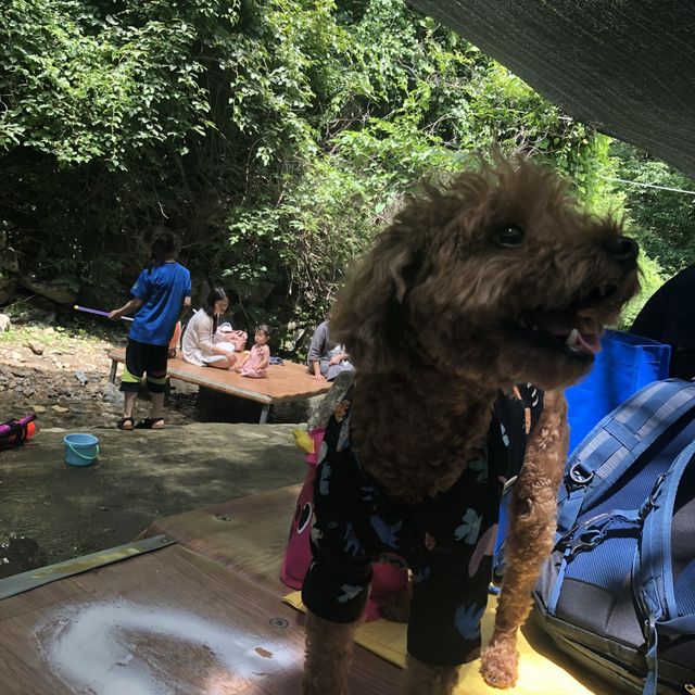 애견 동반 가능한 계곡 평상 백숙집 🐶