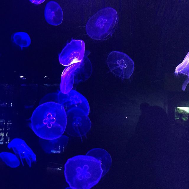【東京】東京スカイツリーのすみだ水族館