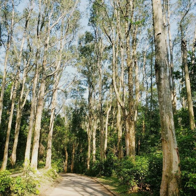 “城門水塘”看山林水塘美景~ 😎