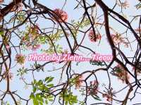ซากุระใกล้กรุงบนถนนสายโรแมนติก@ม.เกษตรฯ กำแพงแสน