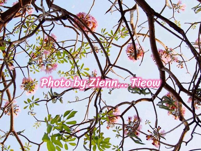 ซากุระใกล้กรุงบนถนนสายโรแมนติก@ม.เกษตรฯ กำแพงแสน
