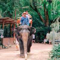 มองช้างคาเฟ่ สไตล์ซาฟารีคาเฟ่ อยู่พัทยานี่เอง